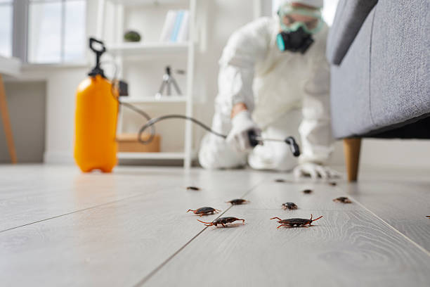 Commercial Rodent Management in Farmington